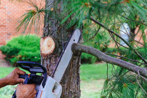 How Our Tree Care Process Works  in Gainesville, VA